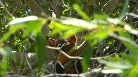 Pine Marten 05 Stock Footage 14477476