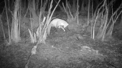 Pine Marten balancing acrobatics on a branch in the rain. Isle of Skye Stock-Footage 241345026