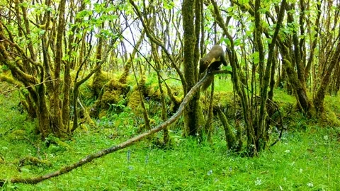 Pine Marten being cautious on the springy branch whilst climbing around Stock Footage 293937024