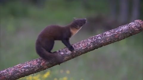 Pine marten on branch Stock Footage 198664126