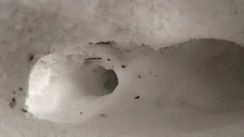 Pine Marten burowing through snow tunnel. Stock Footage 246086681