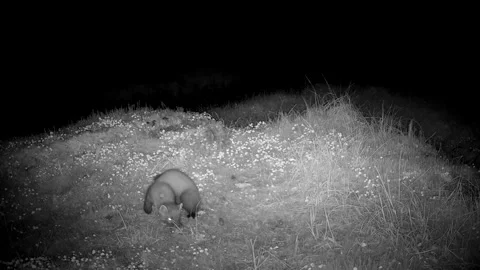 Pine Marten Captures Rodent on Mossy Forest Floor, Isle of Skye Vídeos de archivo 341248823