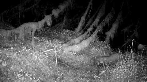 Pine Marten Catching and Eating Mouse in Mossy Woodland | Isle of Skye Wildlife Stock-Footage 329416017