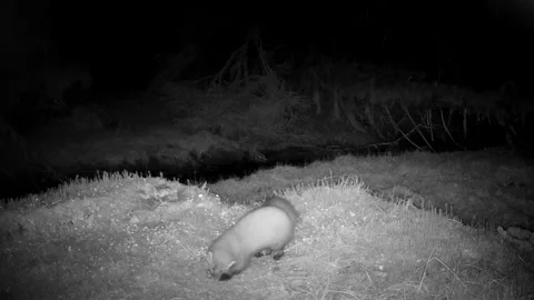 Pine Marten Catching Mouse in the Wild | Predator Prey Hunting Behavior Clip Stock Footage 328239730