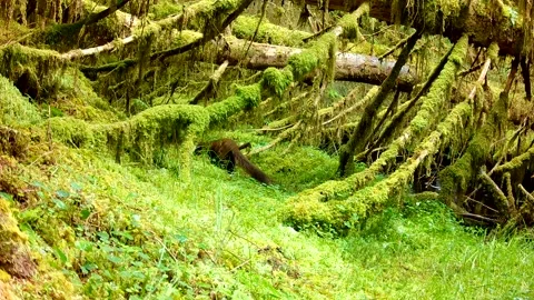 Pine Marten Climbing &amp; Exploring Moss Covered Woodland, Isle of Skye 스톡 동영상 341249382