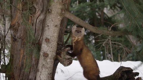 Pine Marten climbing on tree searching for food. Stock Footage 246086735