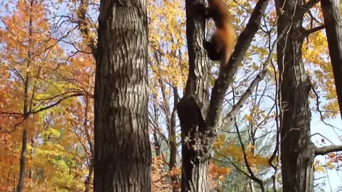Pine Marten climbing trees Video stock 83083735