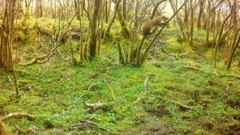 Pine Marten Climbing Trees in Native Woodland Before Running Off, Isle of Skye Vídeos de archivo 338399053