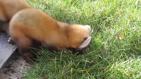 Pine Marten digging hole in the ground Video stock 83083723