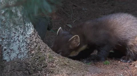 Pine marten Stock Footage 6149554