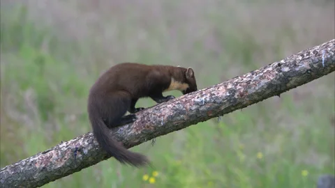 Pine marten Stock Footage 201336969