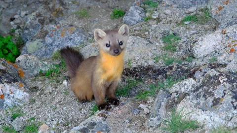 Pine Marten Video stock 278566568