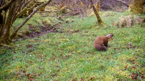 Pine Marten Foraging and Looking Up On Alert at Passing Bird, Trail Camera Video stock 334036327