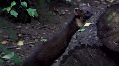 Pine marten - in forest Stock Footage 41298077