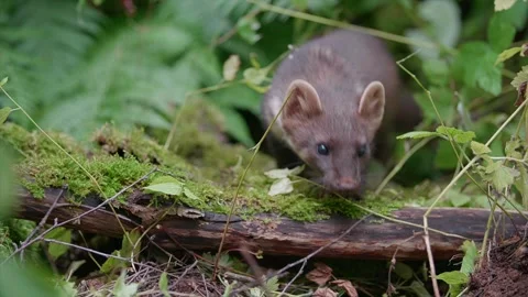 Pine Marten on forestfloor, undergrowth Stock Footage 294720370