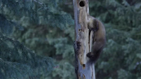 Pine Marten hanging on tree searching for food. Stock Footage 246086654