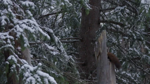 Pine Marten hanging on tree searching for food. Stock Footage 246086791