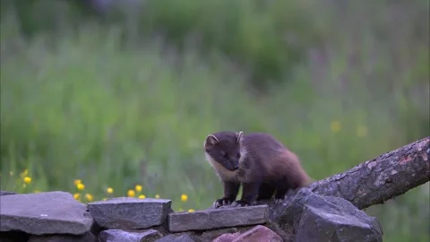 Pine marten having a scratch Stock Footage 198664127
