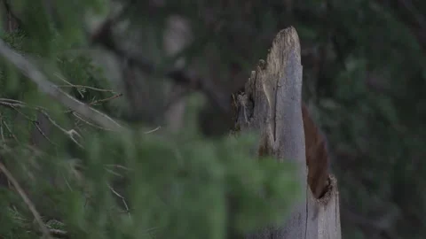 Pine Marten hopping from tree to tree with dead squirrel. Stock Footage 246086706