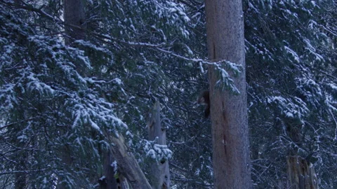 Pine Marten hopping from tree to tree. Stock Footage 246086711