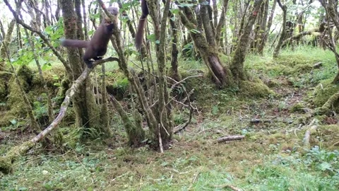 Pine Marten Kits exploring, climbing and hanging in the trees. Isle of Skye Stock Footage 248160826