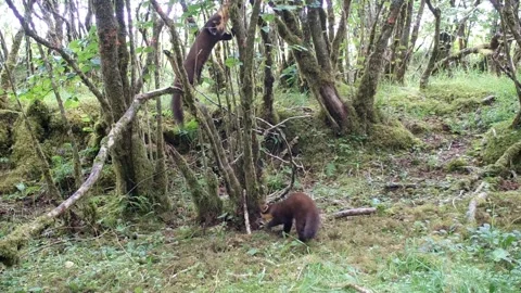 Pine Marten Kits learning to climb, and fall out of the tree, Isle of Skye Stock Footage 248161009