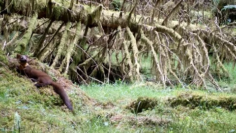 Pine Marten Kits playing and chewing sticks, Isle of Skye Stock Footage 248160143