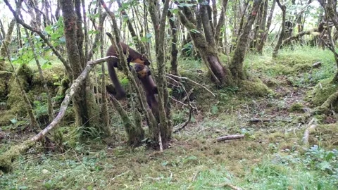 Pine Marten Kits playing and learning to climb trees in the wild. Isle of Skye Stock-Footage 248161008