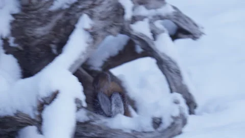 Pine Marten leaves runs through snow. Stock Footage 246086772