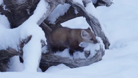 Pine Marten leaves runs through snow then into tree. Stock Footage 246086780