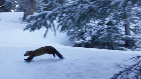 Pine Marten leaves tree and runs through snow. Stock Footage 246086686