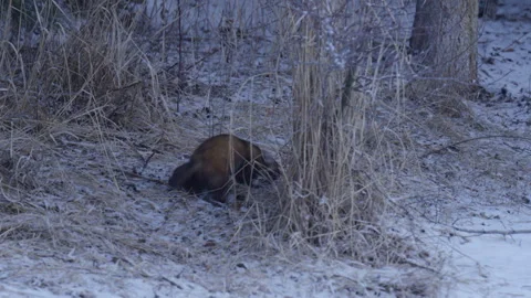Pine Marten leaves tree and runs through snow. Stock Footage 246086783