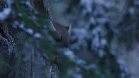 Pine Marten leaving hole in tree looking around. Stock Footage 246086713