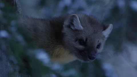 Pine Marten leaving hole in tree looking around. Stock Footage 246086741