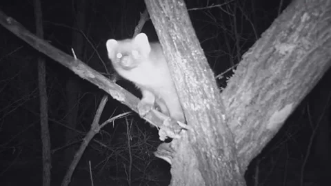 Pine marten Martes martes on a branch, night, forest, winter, nature of Ukraine. Vídeo Stock 330179487