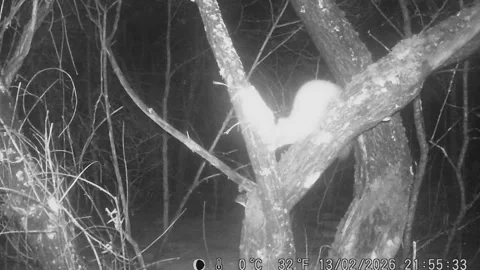 Pine marten Martes martes eats chicken meat on a branch, nature of Ukraine. Stock-Footage 328937109