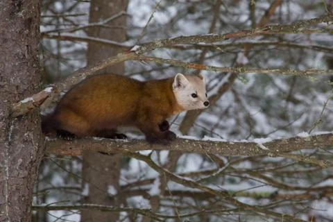 Pine Marten Фото