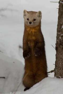 Pine Marten Фото