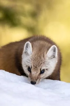 Pine Marten Stock Photos