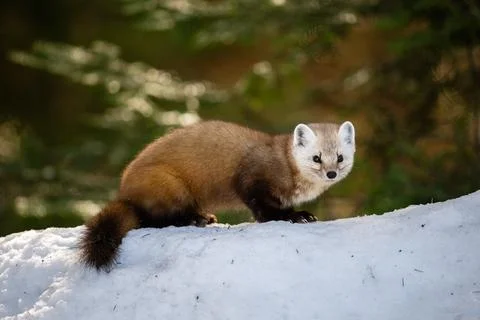 Pine Marten Stock Photos