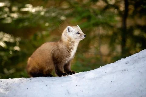 Pine Marten Stock-Fotos