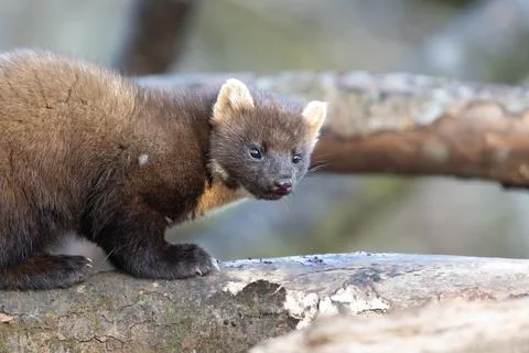 Pine Marten Foto stock