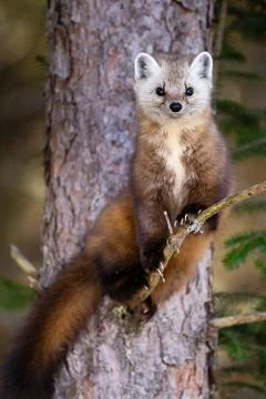 Pine Marten on a Pine Tree Branch Stock Photos