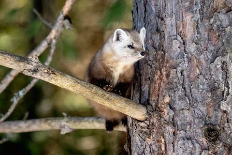 Pine Marten in a Pine Tree Stock Photos