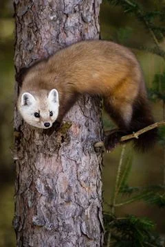 Pine Marten in a Pine Tree Stock Photos
