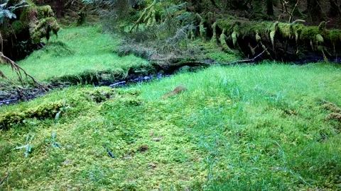 Pine Marten Pouncing on Mouse and Feeding in Mossy Woodland, Isle of Skye Stock Footage 344802078