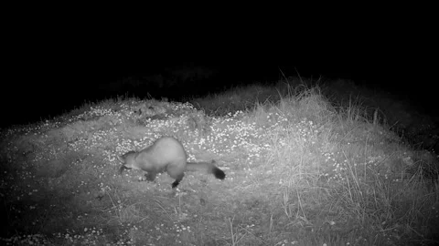 Pine Marten Pouncing Playing And Pawing A Rodent on Forest Floor, Isle of Skye Stock Footage 341248837