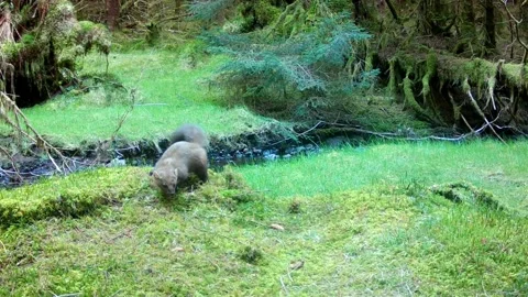 Pine Marten scat wiggle and scent marking with abdominal scent glands Stock Footage 295032019