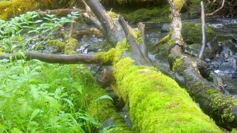 Pine Marten scavenging around a washed up fallen tree by the river. Isle of Skye Stock Footage 246374452