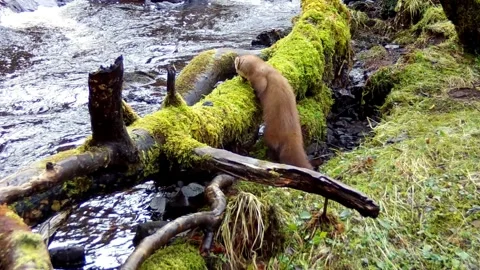 Pine Marten scent marking a fallen tree by the river. Isle of Skye Stock Footage 273331059